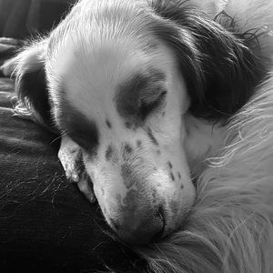 Meet your Posher, Roger